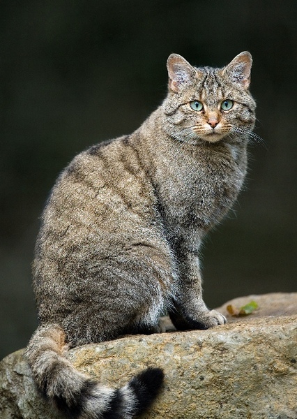 European Wildcat