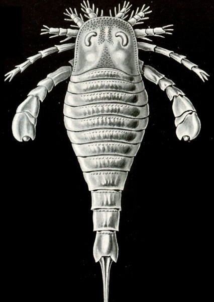 Eurypterids photo