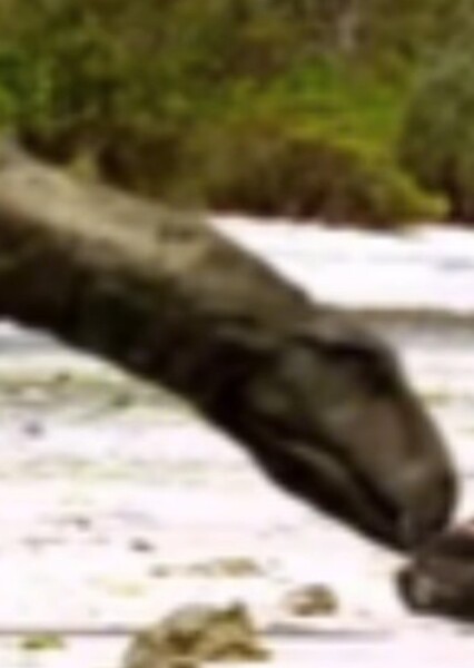 Eustreptospondylus (Andy's Dinosaur Adventure)