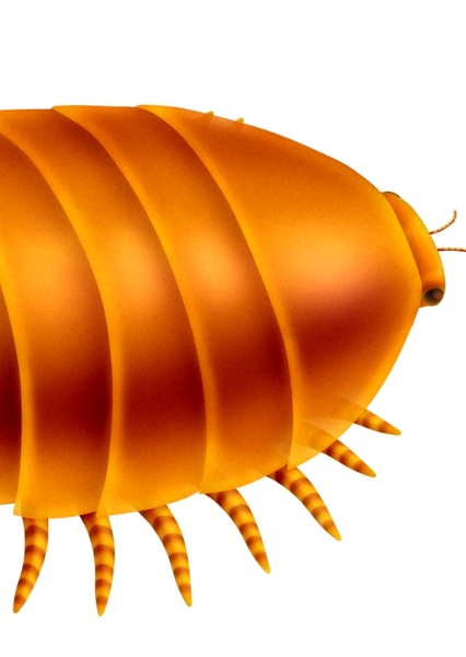 Euthycarcinoidea