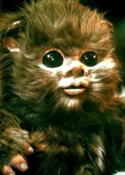 Ewoks photo