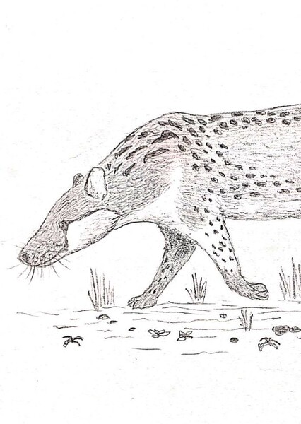Falcatodon