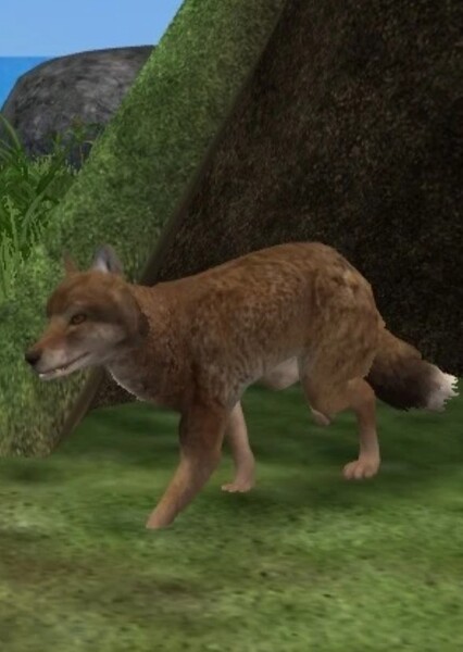 Falkland Island Wolf photo