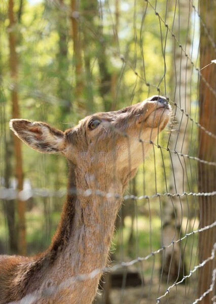 Fallow Deer
