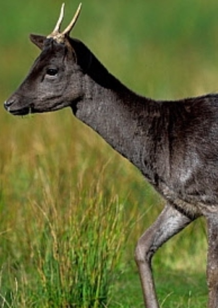 Fallow Deer photo