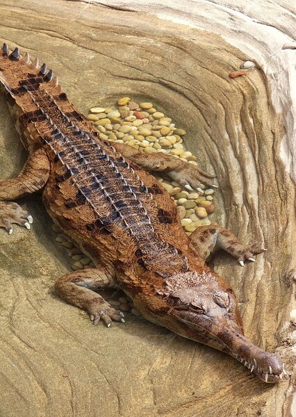 False Gharial