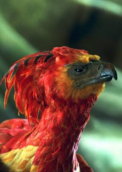 Fawkes photo