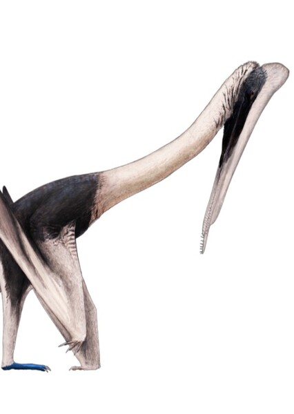 Feilongus