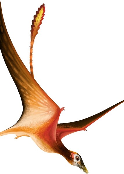 Fenhuangopterus
