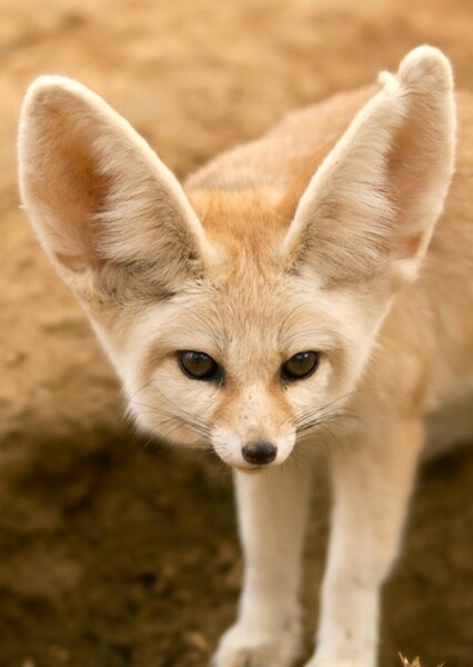 Fennec Fox
