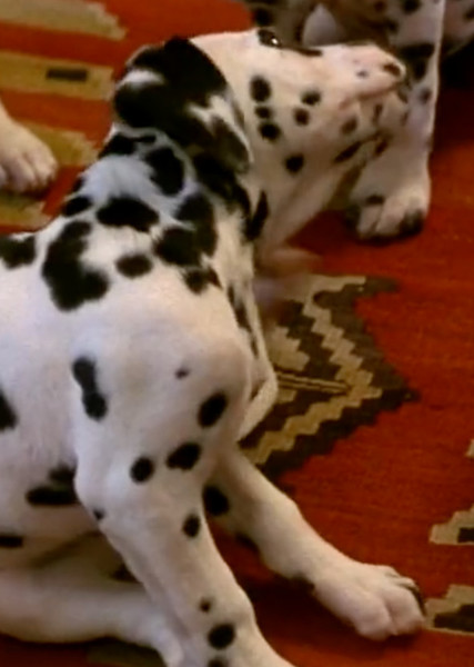 Fidget (101 Dalmatians) photo