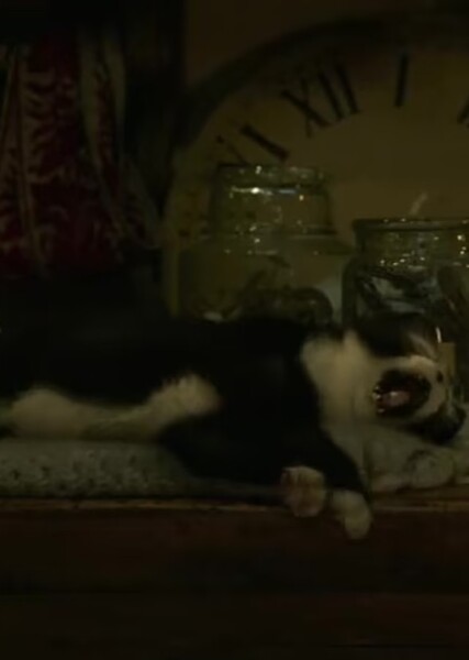 Figaro photo