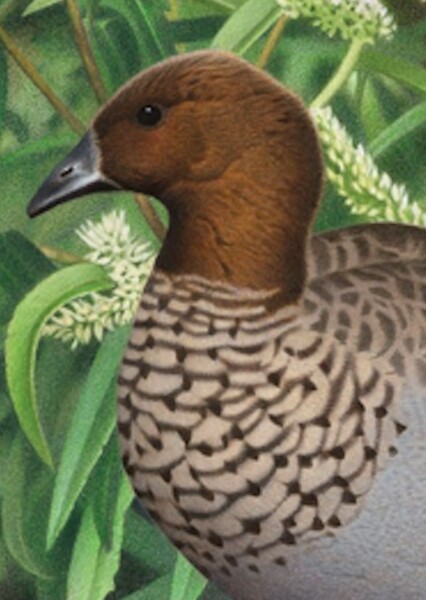Finsch's Duck