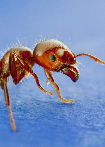 Fire Ant