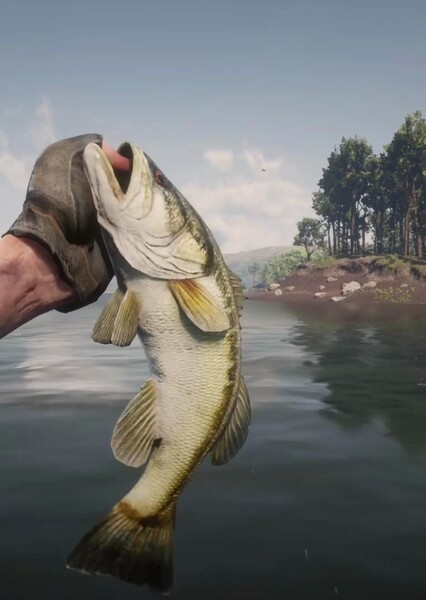 Fish photo