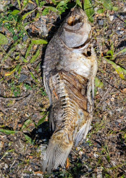 Fish Carcass