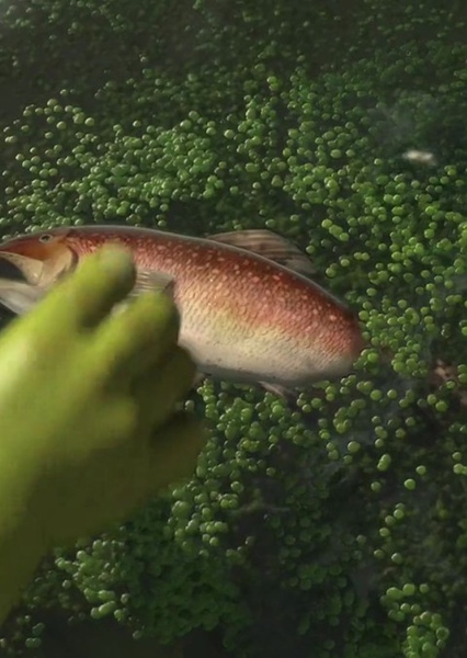 Fish (Shrek)