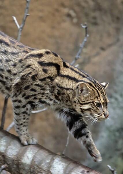 Fishing Cat