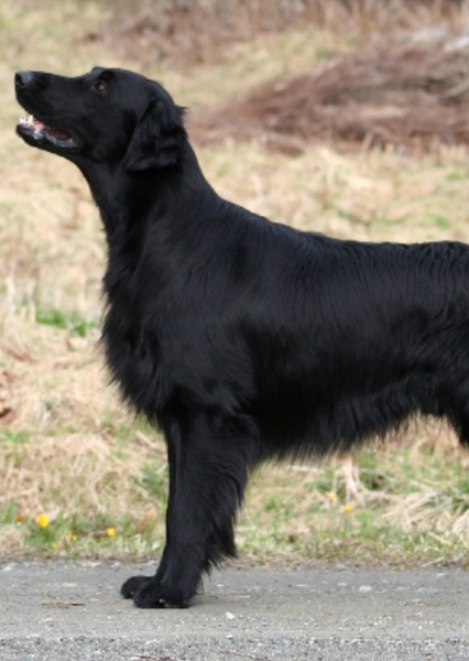 Flat-Coated Retriever