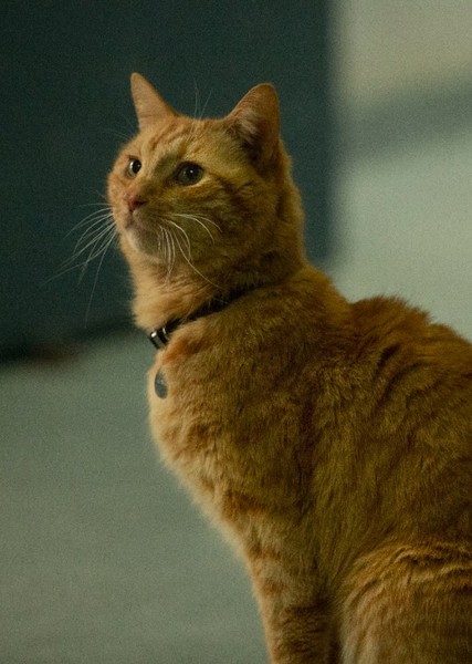 Flerken (Marvel Cinematic Universe) photo