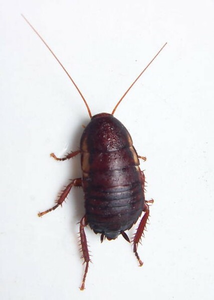 Florida woods cockroach