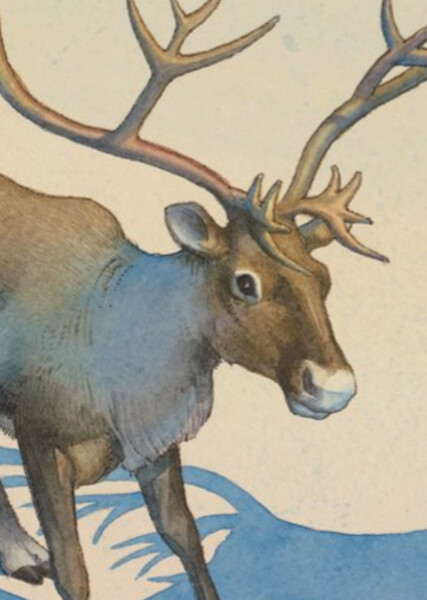 Flossie the Reindeer photo