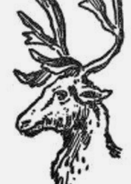 Flossie the Reindeer photo