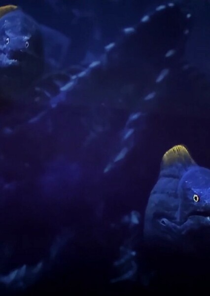 Flotsam and Jetsam
