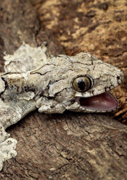 Flying Gecko