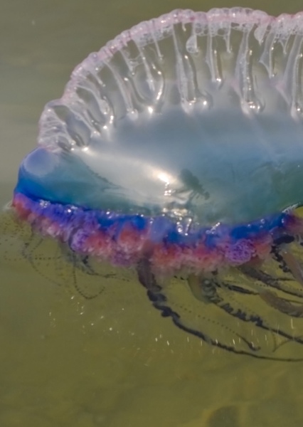 Flying Jellyfish