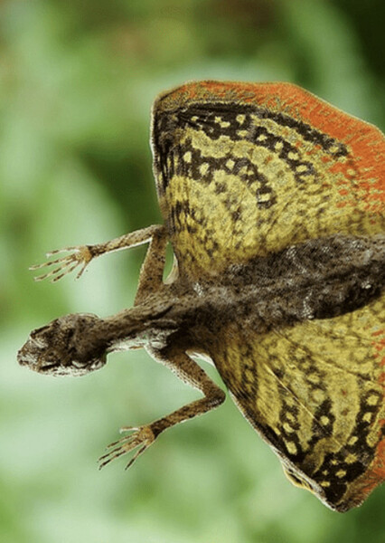 Flying Lizard