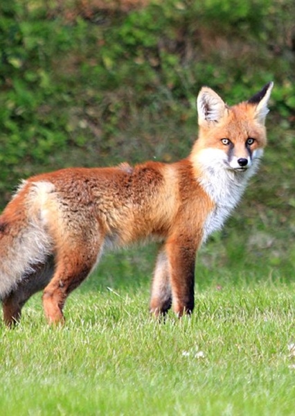 Fox photo