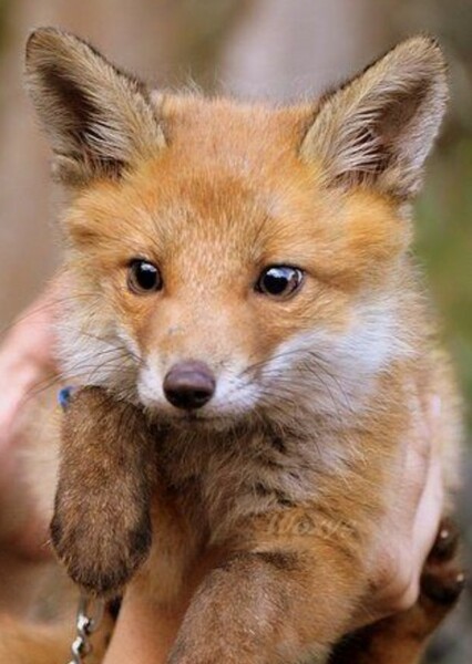 Fox photo