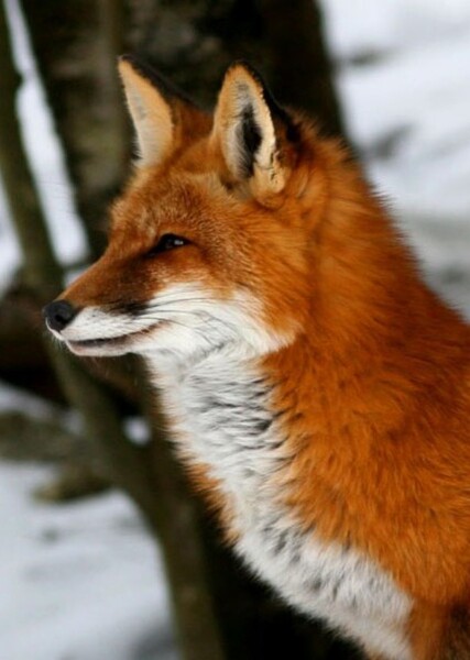 Fox (Animals)