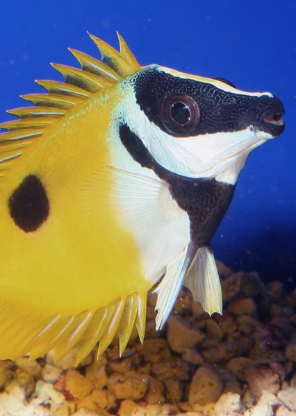 Foxface rabbitfish