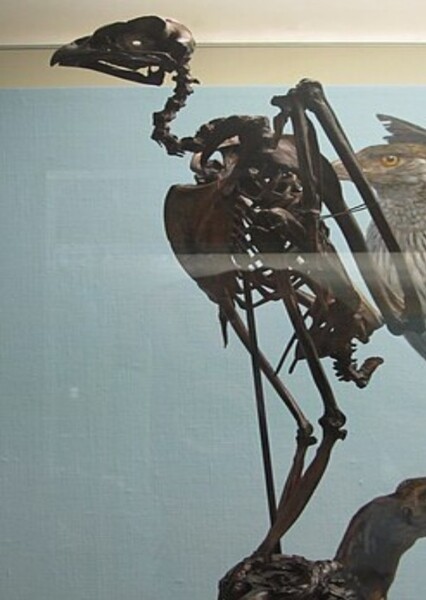 Fragile Eagle