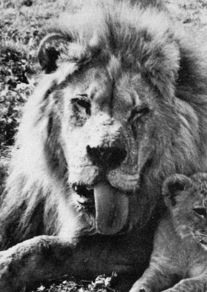 Frasier the Lion photo