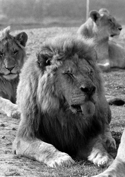 Frasier the Lion photo
