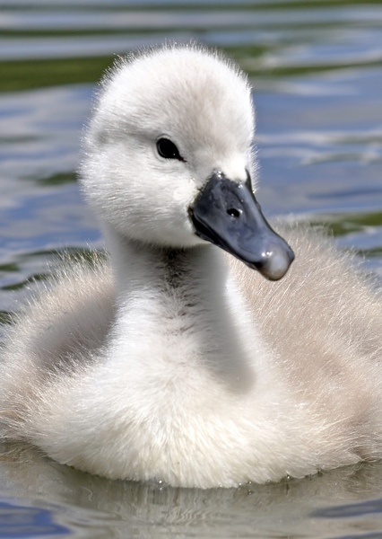 Fred the Cygnet photo