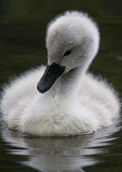 Fred the Cygnet photo
