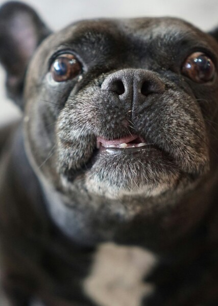 French Bulldog Actor