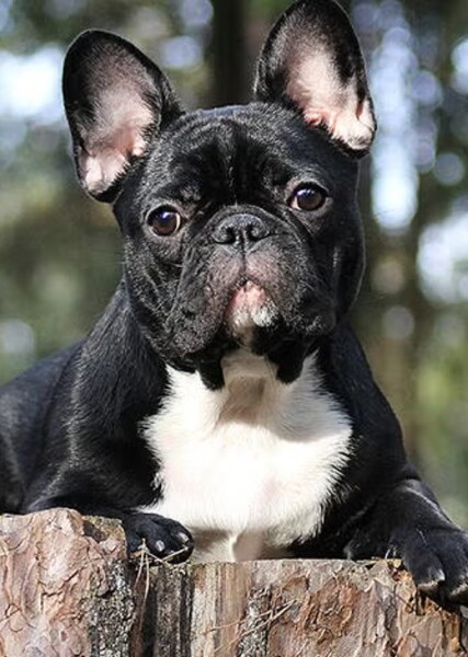 Frenchie