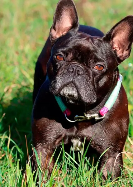 Frenchie the Bulldog Fairy photo