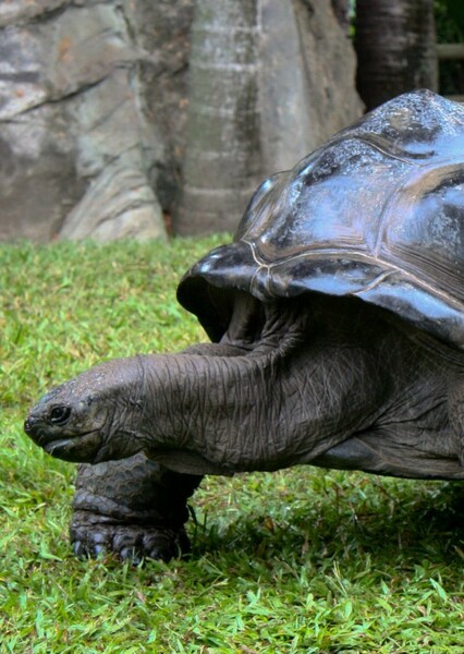 Freshwater Tortoise