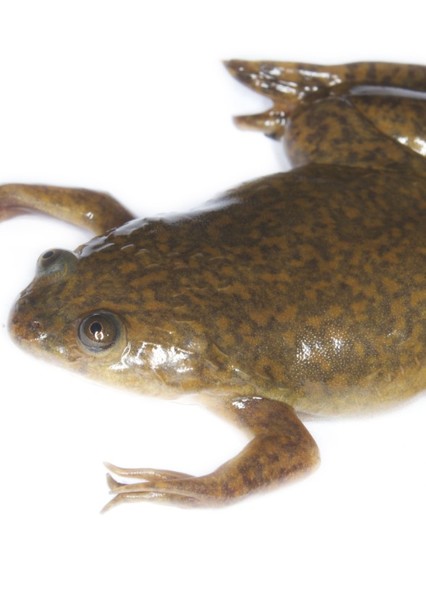 Frog photo
