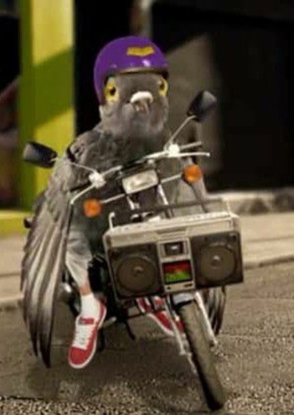 Funky Pigeon