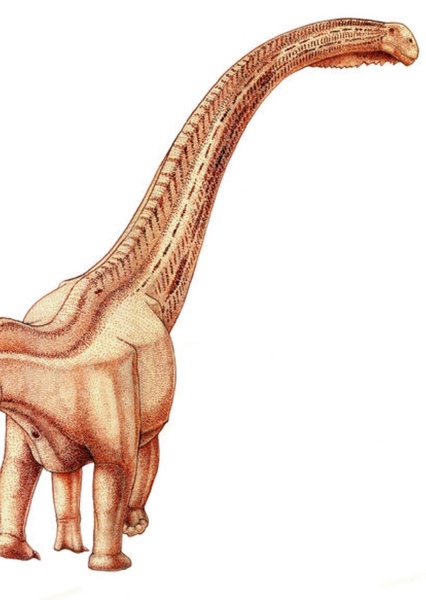 Futalognkosaurus