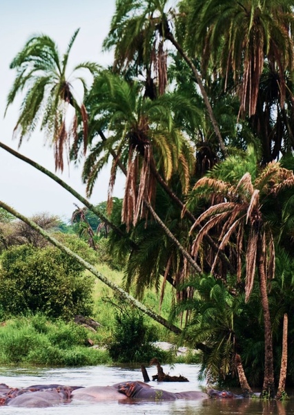 Gabon photo