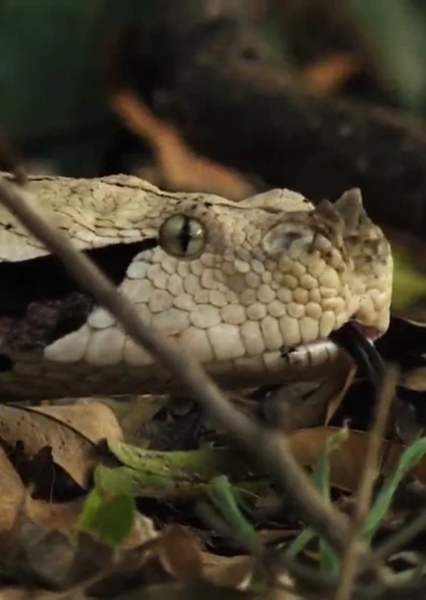 Gaboon Viper photo