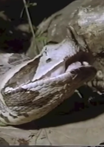 Gaboon Viper